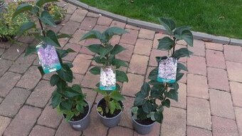 Šeřík - 3 krásné kultivary skladem