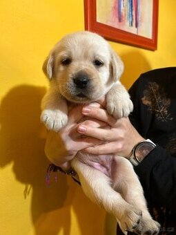 Labradorský retriever s PP