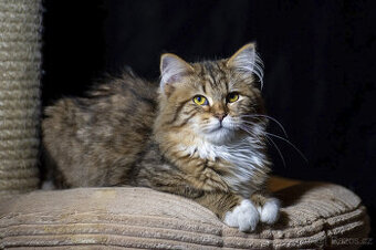 Sibiřská kočka - kočička s PP
