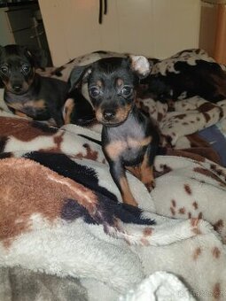 Pražský krysařík