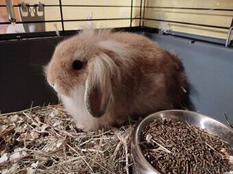 Medvědice - králík