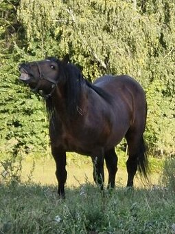 Plemenný hřebec SN 1331 Sargon