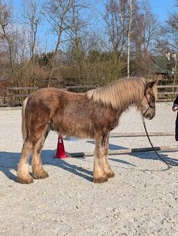 Roční valach irský cob - silver dapple