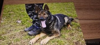 Nabízíme německého ovčáka na krytí