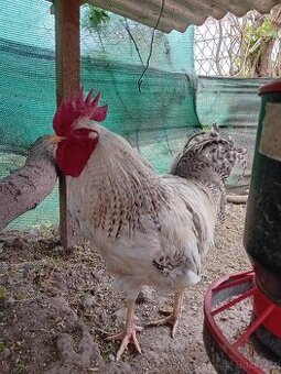 Bielefeld stříbrný