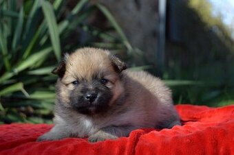 Německý špic malý s PP