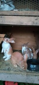 Prodám králíky - 1