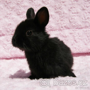 Zakrslý krátkouchý králíček , malinká černá samička .