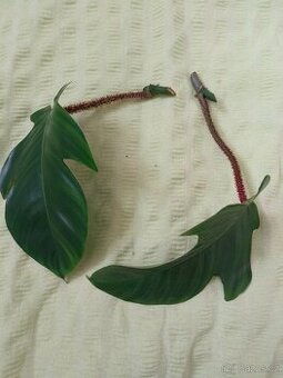 Philodendron squamiferum