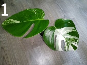 Monstera Deliciosa Albo variegata - Vrchol