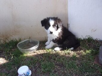 Border kolie / collie štěňátko pejsek s PP (FCI)