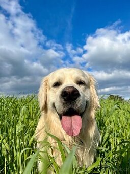 Zlatý retriever - pes ke krytí - 1