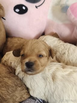 Cavapoo pudl kavalír