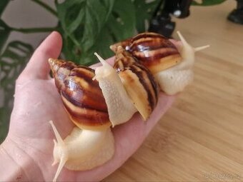Lissachatina Fulica Jade