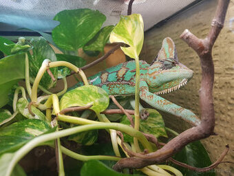 Chameleon Jemenský