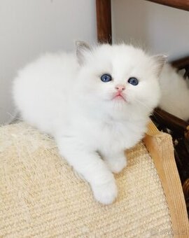 Ragdoll koťátka s PP