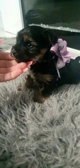 Jorkšírský teriér bez PP inzerát platný do smazání