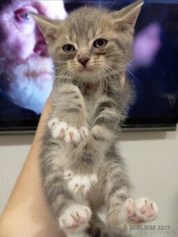 Krásný Kocourek Schottish Fold