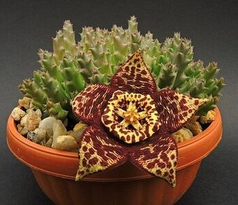 Sukulenty Stapelie, Stromové kaktusy, Hoya