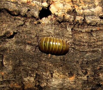 Isopody - do terárií i hobby,boxy,krmivo