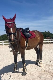 Prodám klisnu 8 let - 1