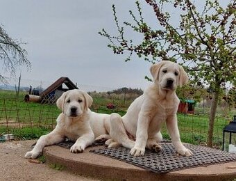 Středoasijský pastevecký pes, SAO štěňata s PP FCI, Alabai