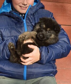 Německý ovčák-štěňata