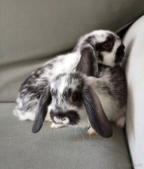 Zakrslý beránek králíček