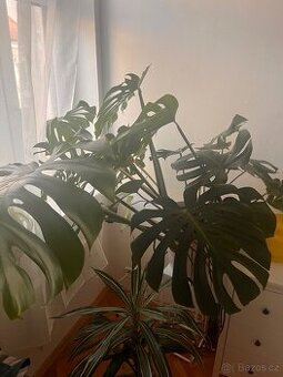 Velká monstera