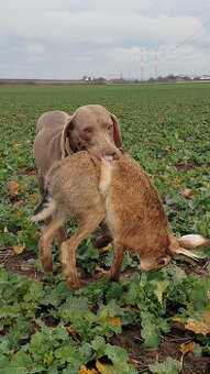 Výmarský ohař s PP - fenka - lovecky upotřebitelná