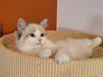 Ragdoll koťata s PP
