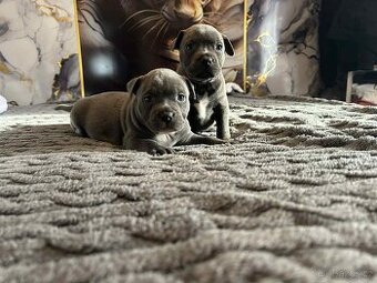 Stafordšírský bulteriér