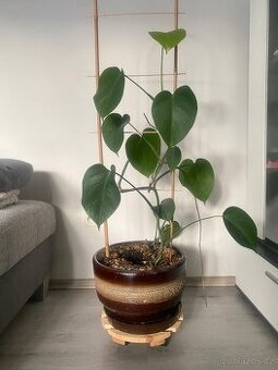 Monstera