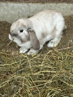 Zakrslý králík - samička - beránek