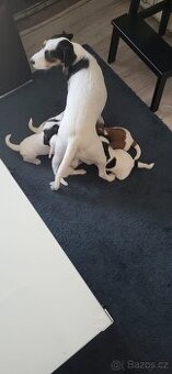 Parson Russell terrier s PP pro aktivní rodinu