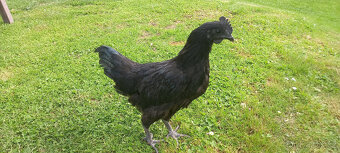 Ayam cemani - mladí kohouti