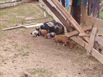 Selata Kune kune