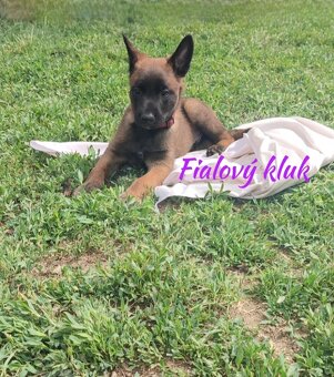 Štěňátka Malinois srdcem i duší – hledají své životní parťák