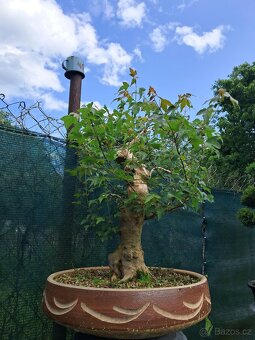 Bonsaj,bonsai Javor