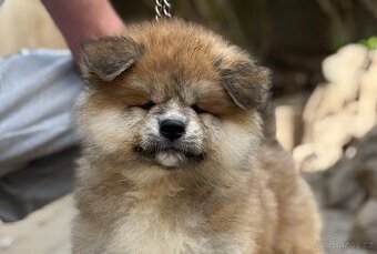 Akita Inu s PP - odběr ihned
