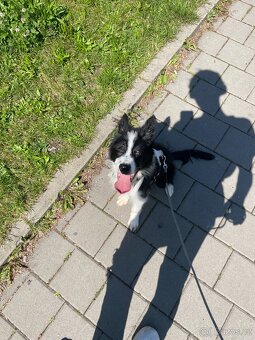 Bordelkolie s příslušenstvím
