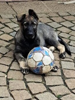 Východoevropský ovčák, Německý ovčák, Bílý švýcarský ovčák
