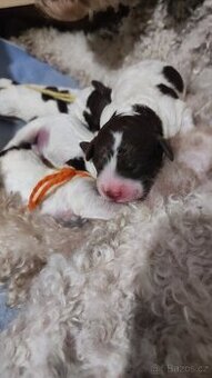 Lagotto romagnolo s PP