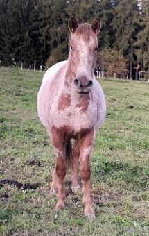 Foundation Appaloosa klisnička