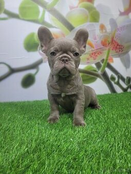 Francouzský buldoček