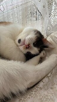 Polo-britská koťátka