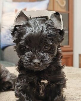 jorkšírský teriér fenka s PP