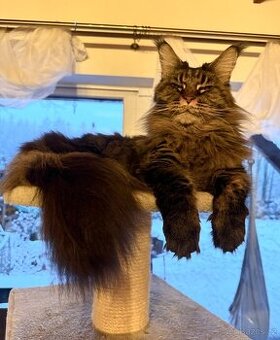 Mainská mývalí starši kočička s PP