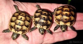 Želva zelenavá, vroubená, žlutohnědá