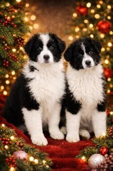 Australský ovčák s PP FCI